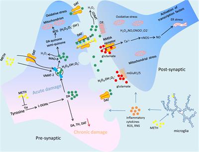 The Main Molecular Mechanisms Underlying Methamphetamine- Induced Neurotoxicity and Implications for Pharmacological Treatment